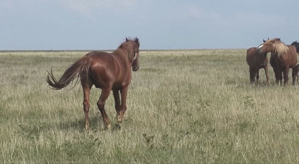 Продам лошадей 8 голов ( байтал)