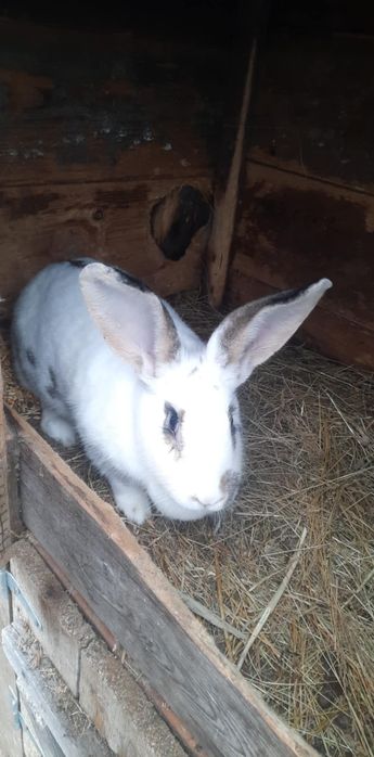 Schimb cu găini de casă