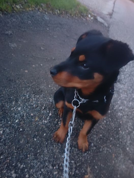 Продавам Rottweiler