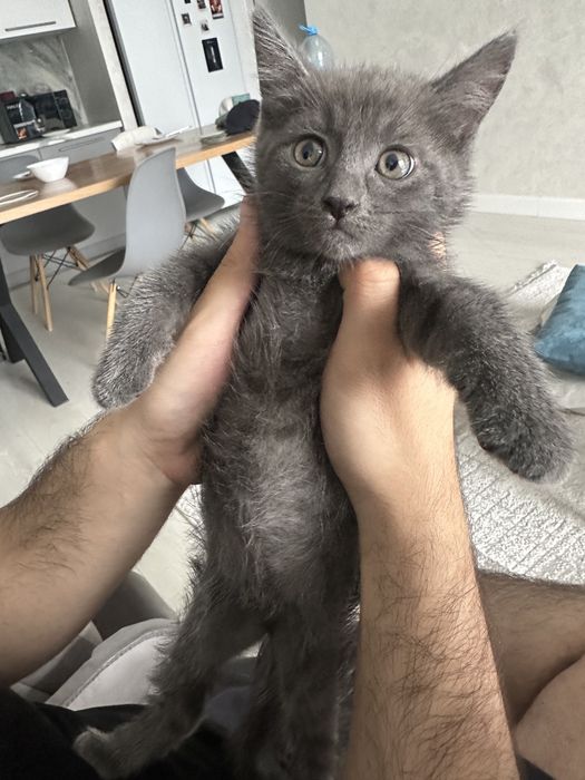 котенок в алматы