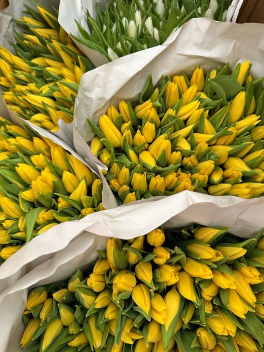 Тюльпаны Голландские