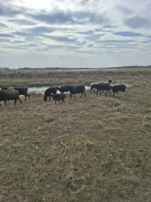 Овцы. Бараны. Қойлар.