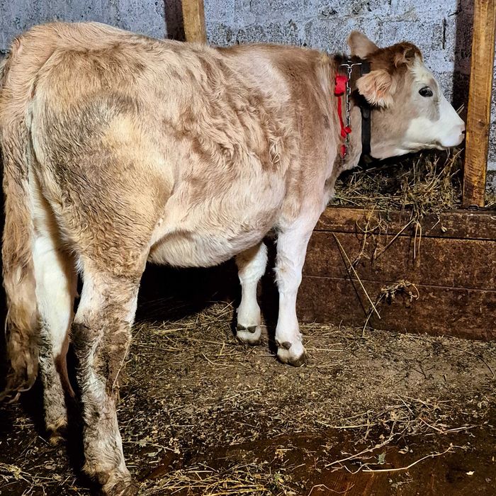 Schimb junica cu vițel sau vaca de abator