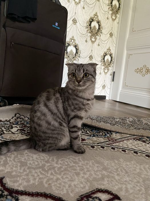 Sotiladi qiz mushuk ,мушук  - Продается кошка вислоухая