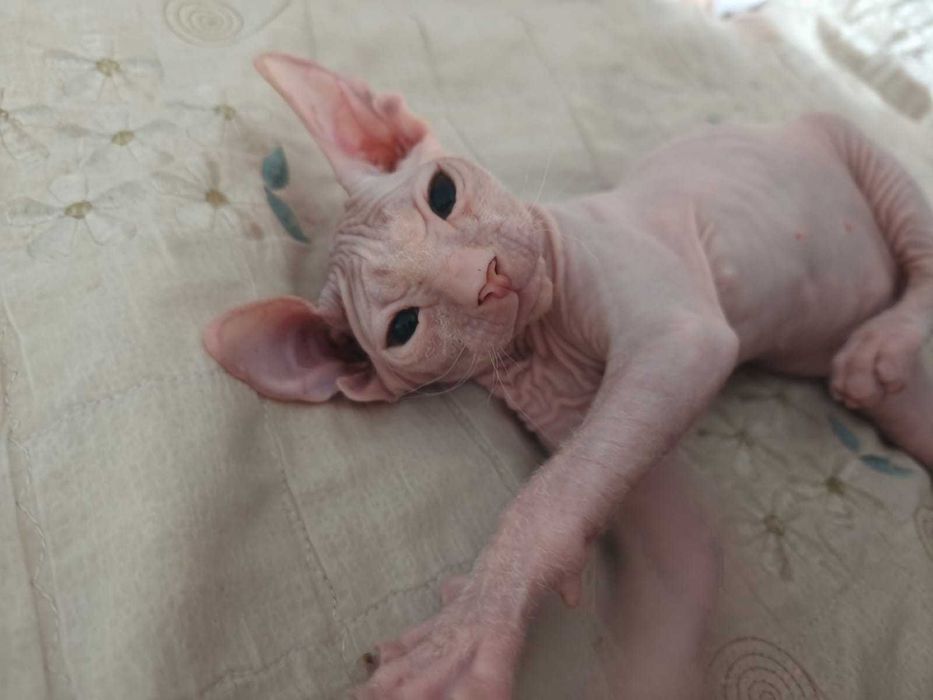 Донской Сфинкс мальчик