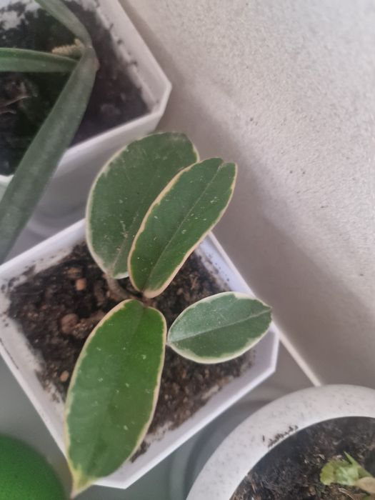 Продам хойки разных видов