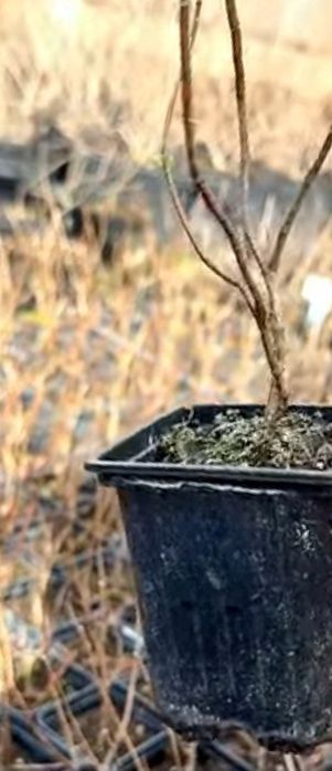 Гортензия Анабель цветы