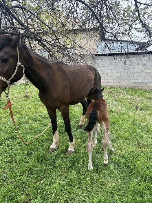 Лошад бие кулынмен