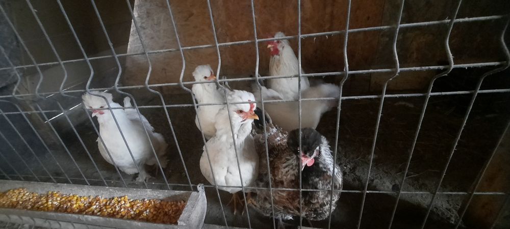 Disponibil pasari și ouă incubat