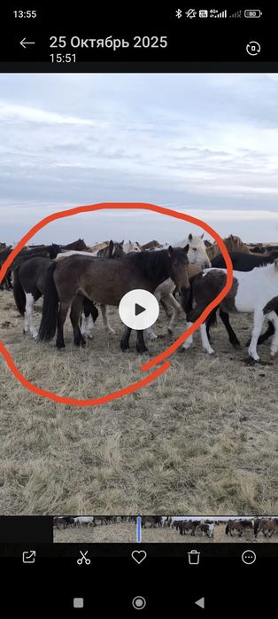 Кобылы на продажу срочно!