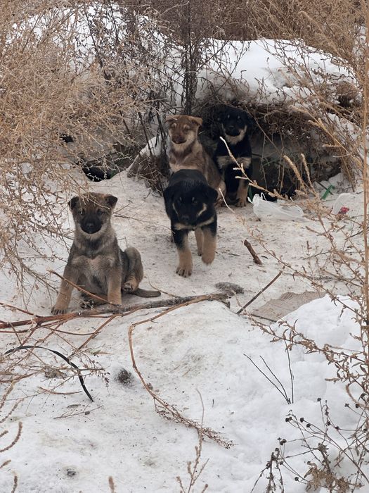 Щенята , дворняги в дар