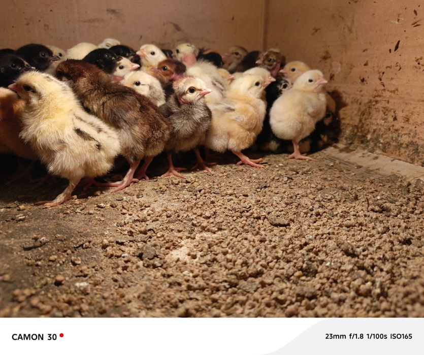 Циплята домашные