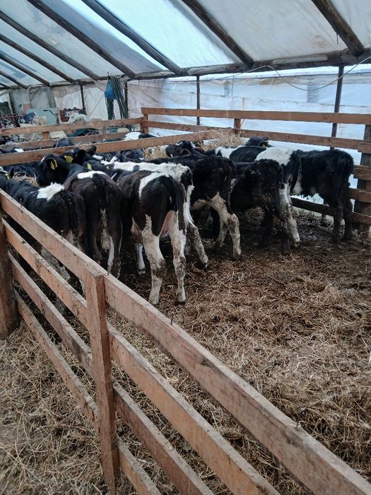 Vand vitei intarcati