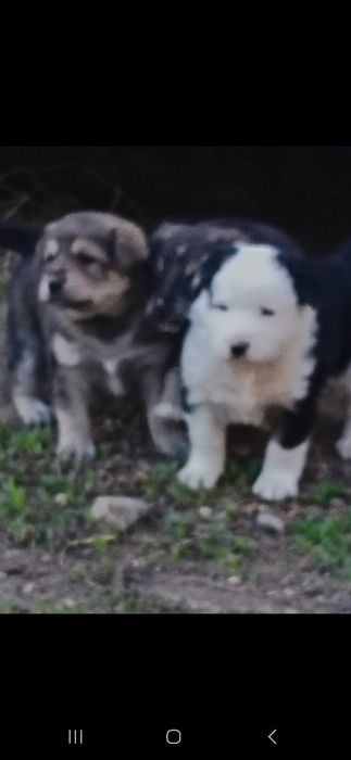 Отдадим щенят в добрые руки!!!