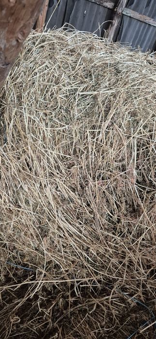 Vând baloti de lucernă coasa 2 și 3