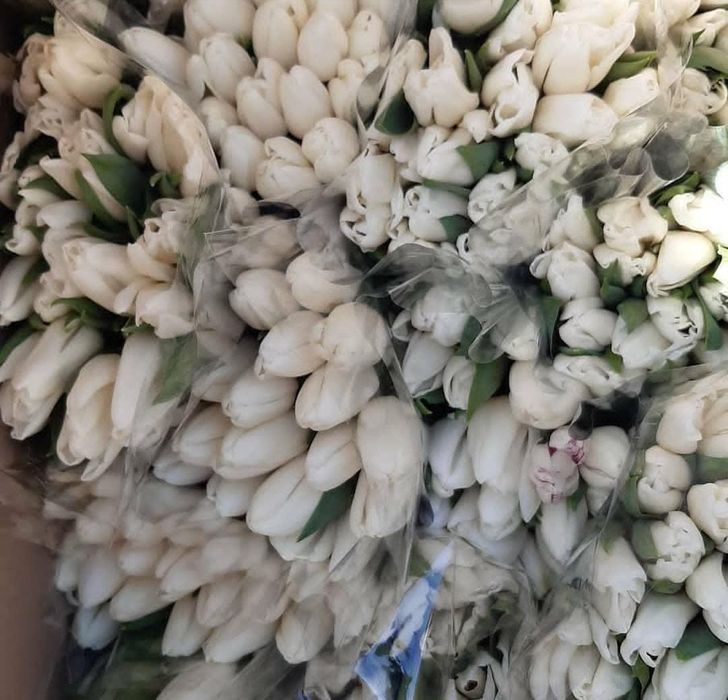 Тюльпаны высшего качества