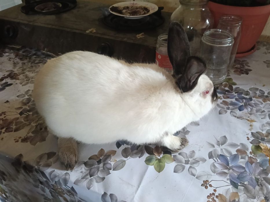 Продам фронсуз бараны и колфорня