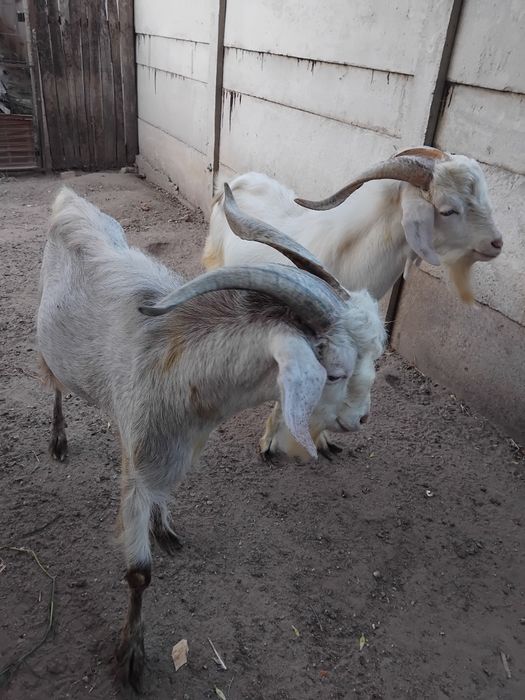 De vânzare țapi de rasa