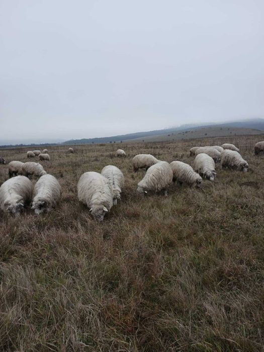 100 oi bale si oachese