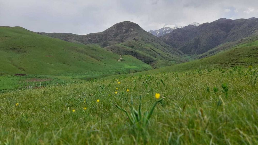 Срочно продается фазенда