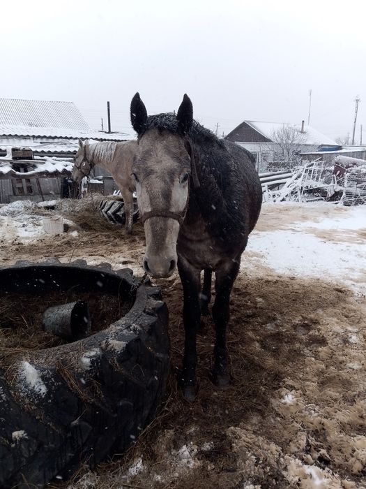 Продам жеребца на племя