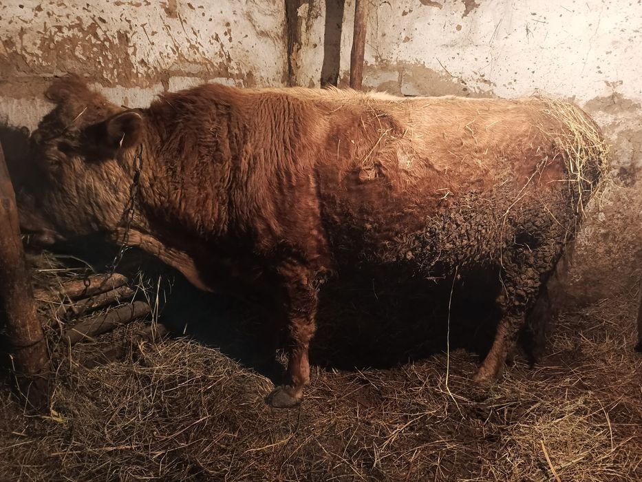 Продам быка трёх годовалого