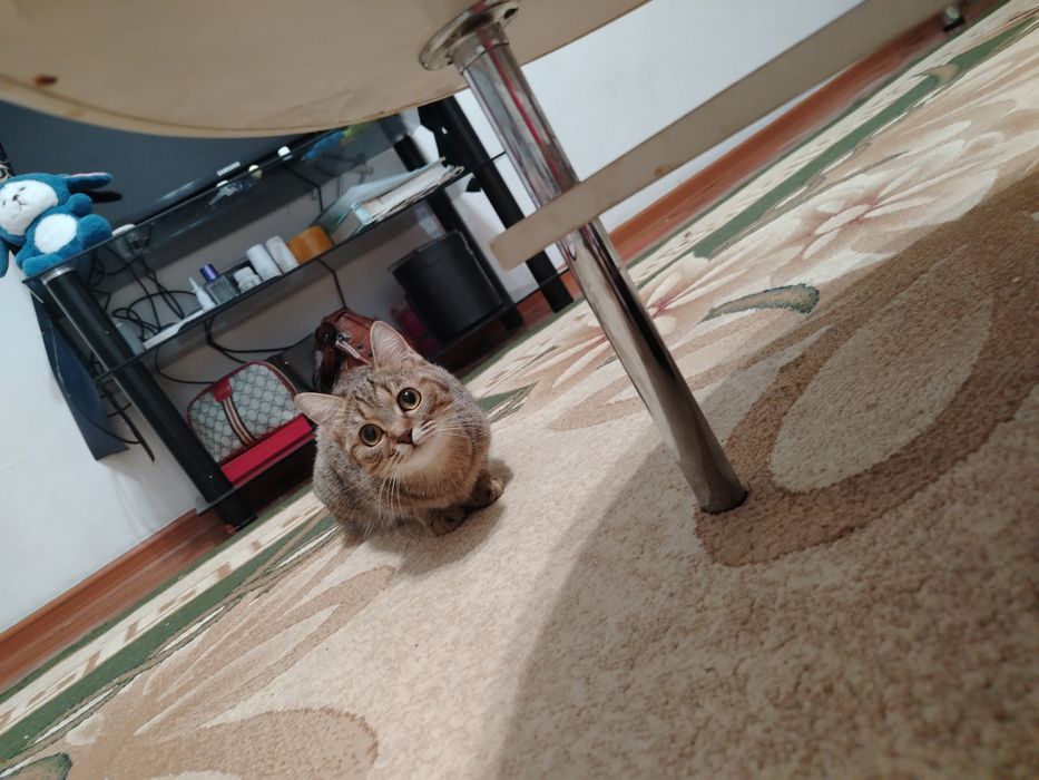 Маленьки котёнок мальчик. По больше девочка