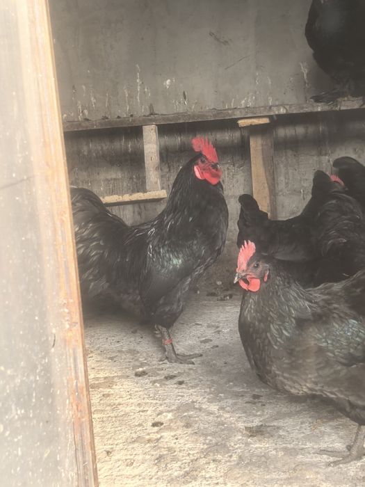Vand oua pentru incubat australorp