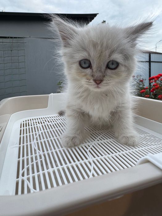 Отдаем котят-девочек