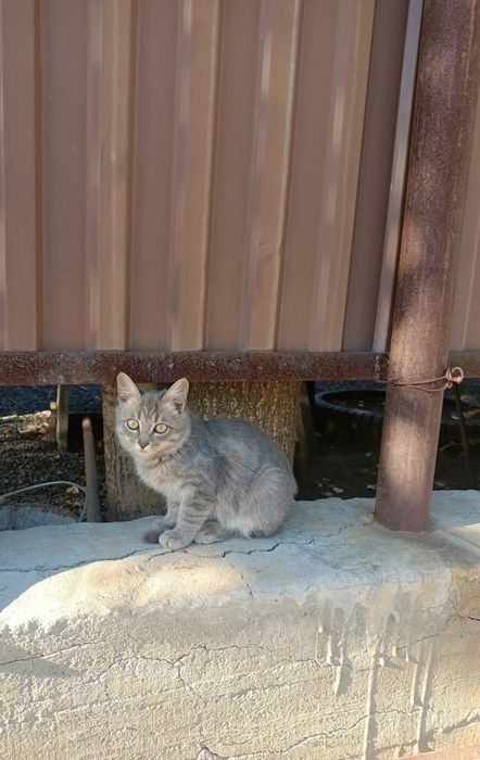 Отдам котика в добрые руки