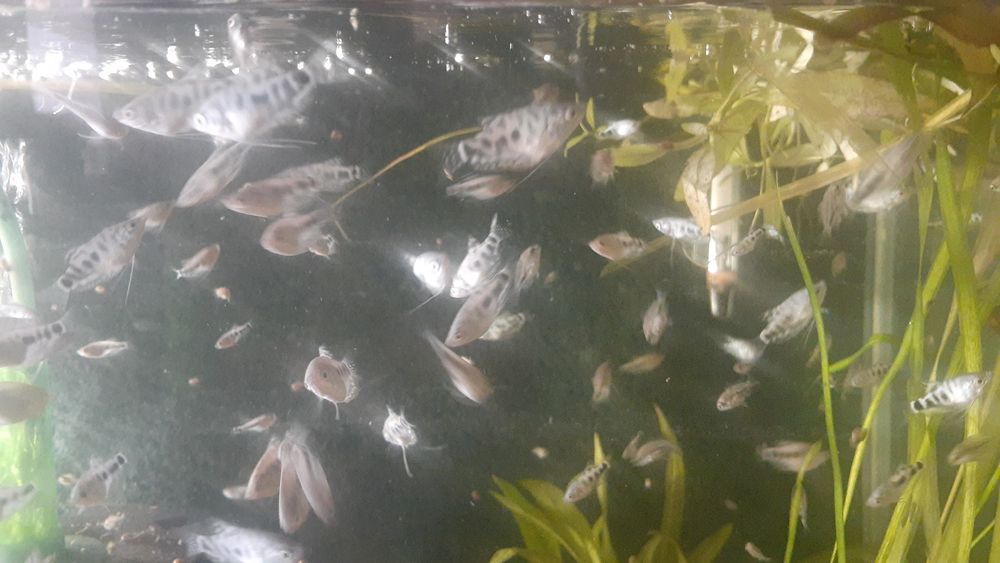 Мальки, рыбки для аквариума