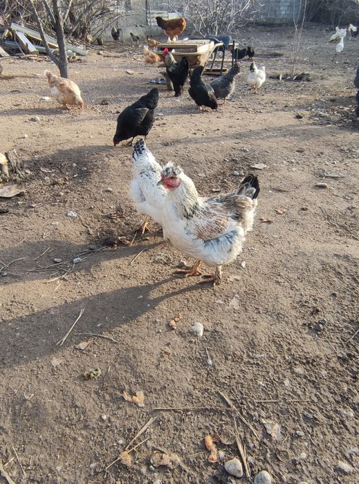 Инкубационный Яйца куриные