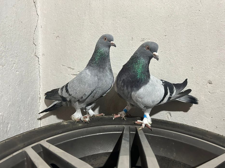 Мардини на Игра и Пощенски