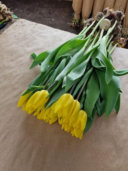 Тюльпаны к 8 марта