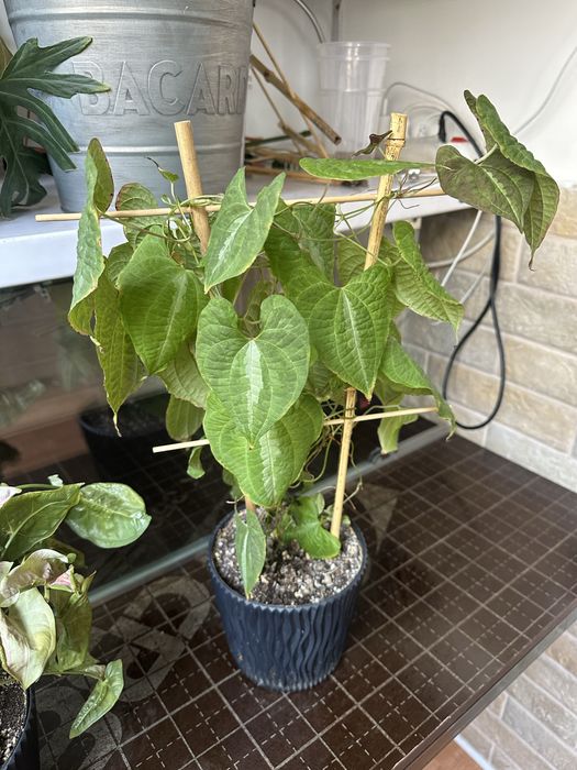 Диоскорея кавказская