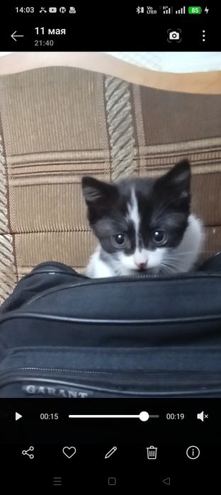 Отдам в добрые руки кошечку.