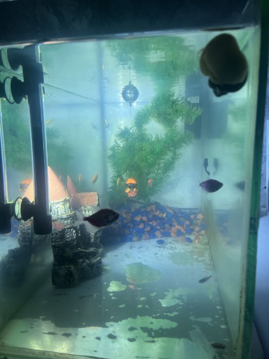 Аквариум 35-40 л