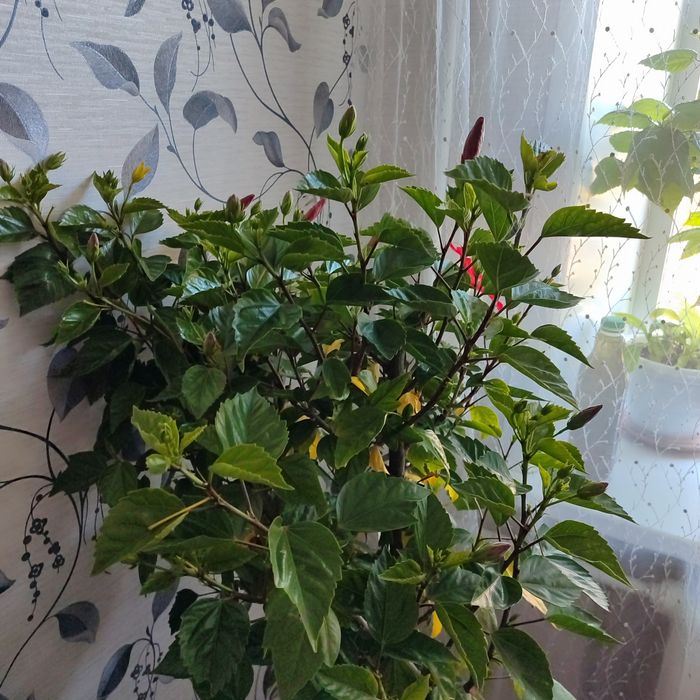 Продам цветок Гибискус