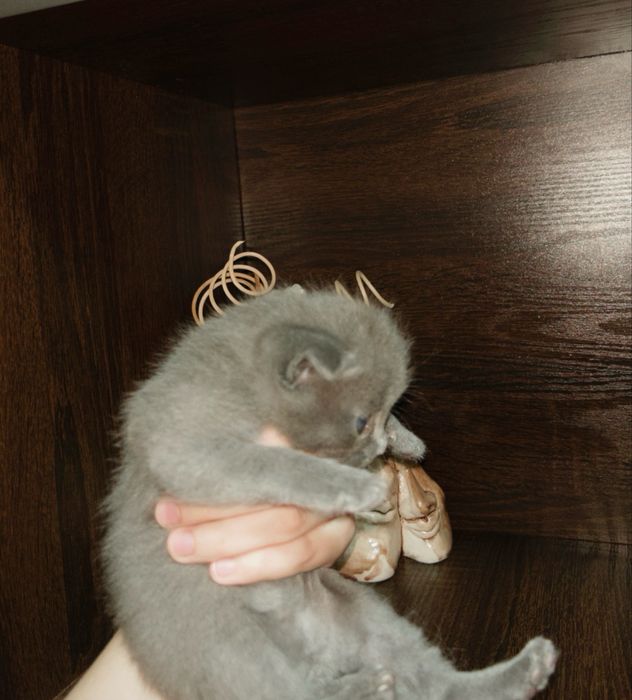 котята,веслоухие