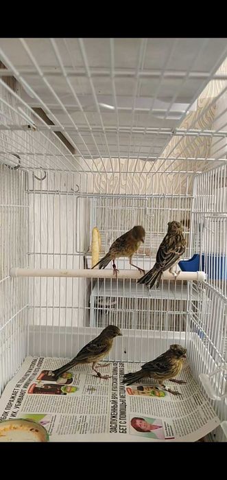 Канарейки певчие