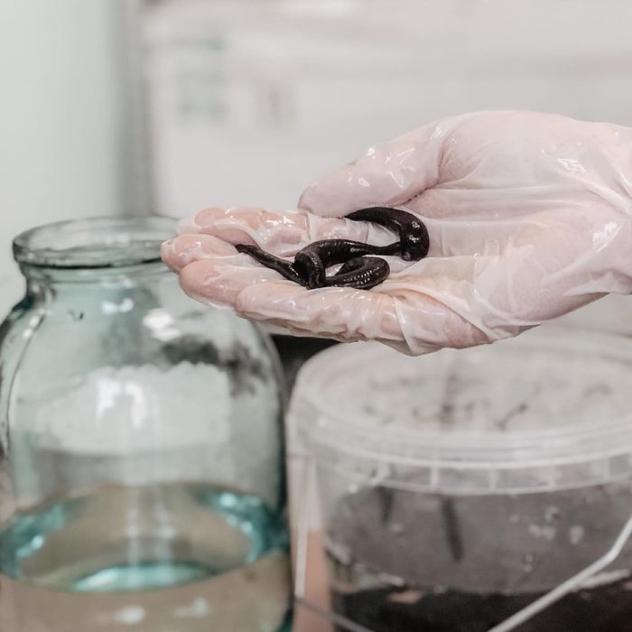 продаже   пиявок