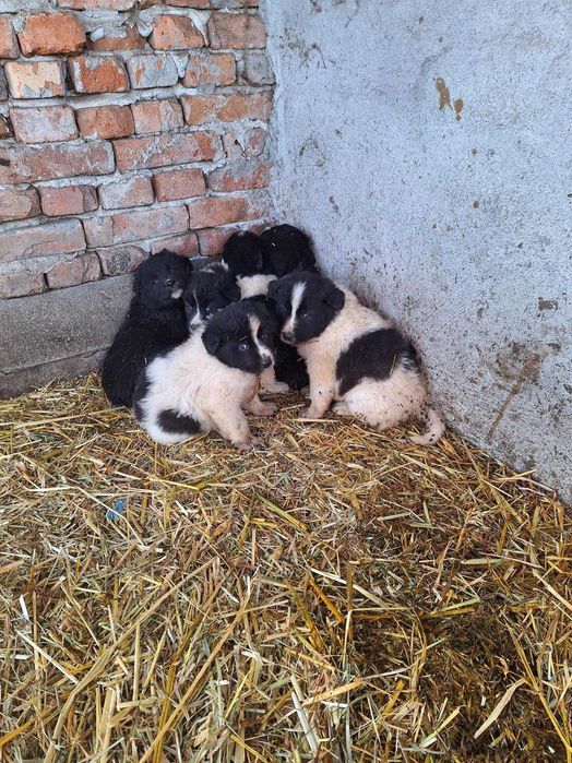 Продавам малки каракачанки