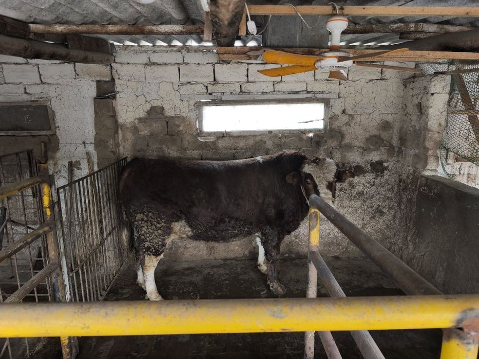 Продается бык супер