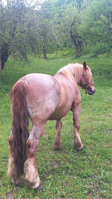Cal garantat de vânzare