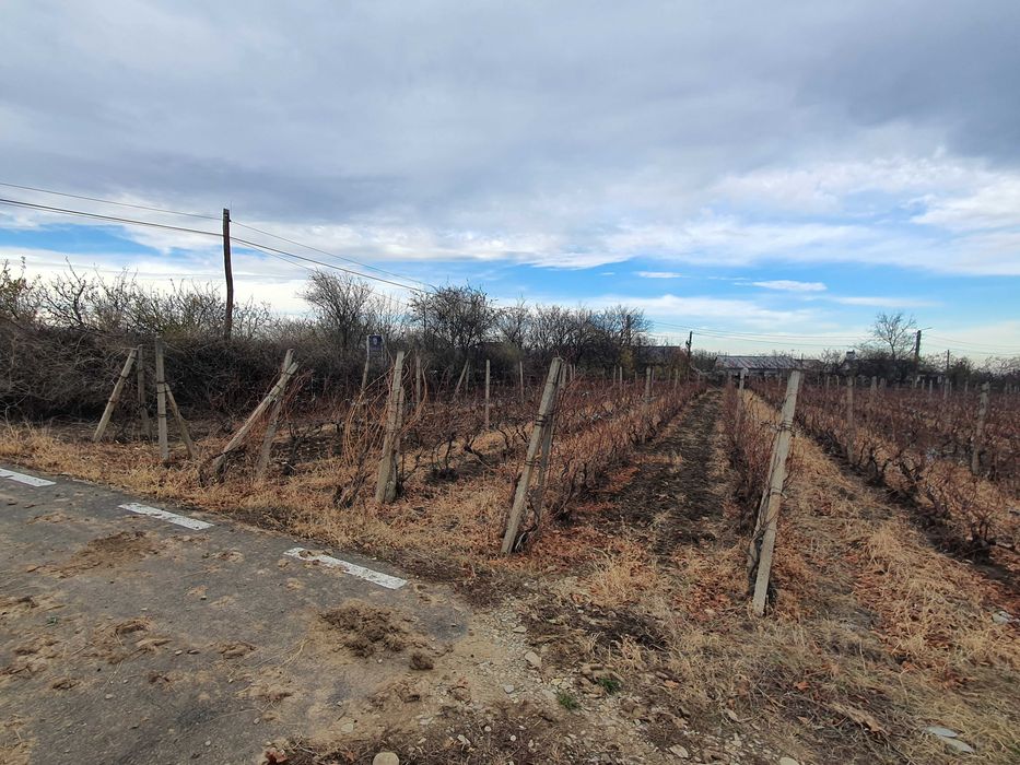Teren vie Cotesti, Vrancea