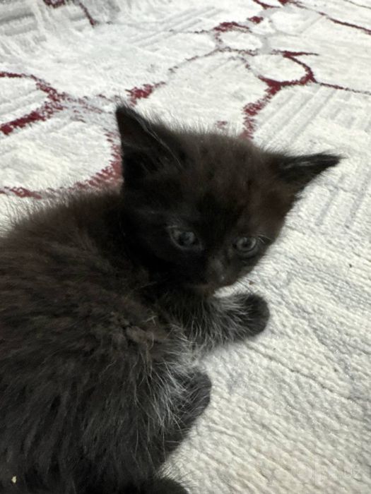 Отдаю бесплатно котят