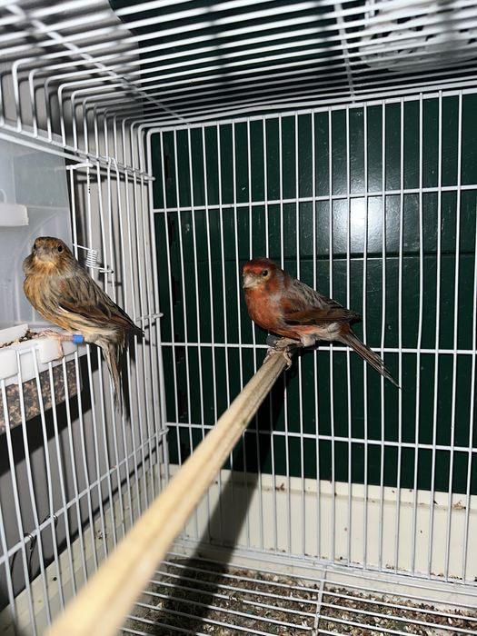 Канарейки черны агат