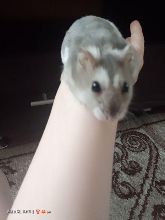 Отдам хомяка даром