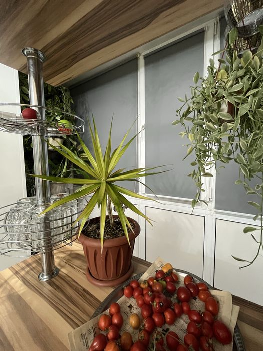 Отличная 2-х комн, Рахмет