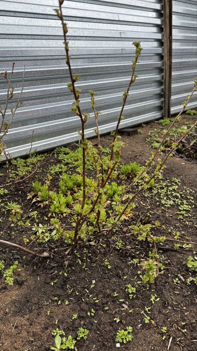 Черная смородина, сортовая